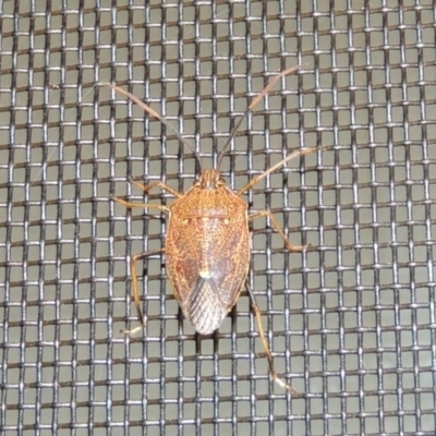 Poecilometis strigatus (Gum Tree Shield Bug) at Conder, ACT - 20 Feb 2023 by michaelb