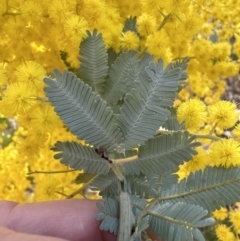 Acacia baileyana (Cootamundra Wattle, Golden Mimosa) at Aranda, ACT - 11 Aug 2023 by lbradley