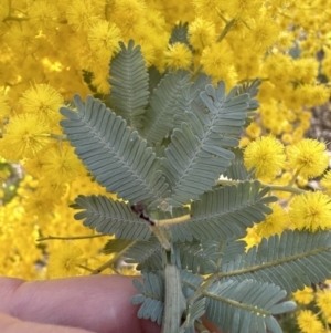 Acacia baileyana at Belconnen, ACT - 11 Aug 2023