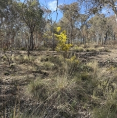 Acacia baileyana at Aranda, ACT - 11 Aug 2023