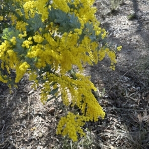 Acacia baileyana at Aranda, ACT - 11 Aug 2023