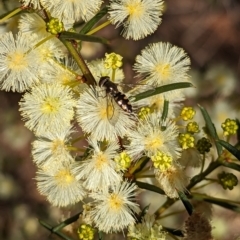 Melangyna sp. (genus) (Hover Fly) at Weston, ACT - 11 Aug 2023 by Miranda