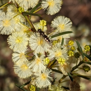 Melangyna sp. (genus) at Weston, ACT - 11 Aug 2023