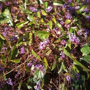 Hardenbergia violacea at Conder, ACT - 11 Aug 2023