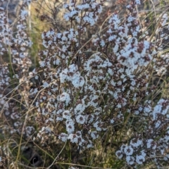 Leucopogon attenuatus (Small-leaved Beard Heath) at Bullen Range - 11 Aug 2023 by JP95