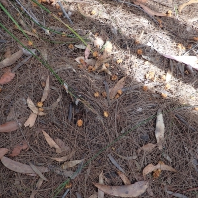 Calyptorhynchus lathami (Glossy Black-Cockatoo) at Budderoo National Park - 10 Aug 2023 by plants