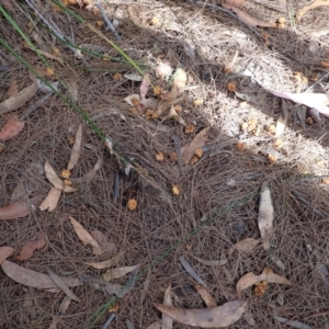 Calyptorhynchus lathami at Upper Kangaroo Valley, NSW - 10 Aug 2023