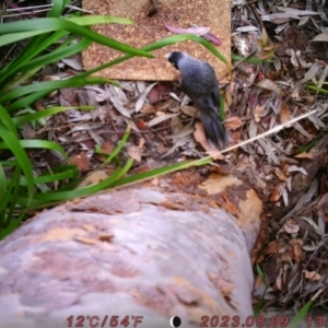 Manorina melanocephala at Canberra, ACT - 11 Aug 2023