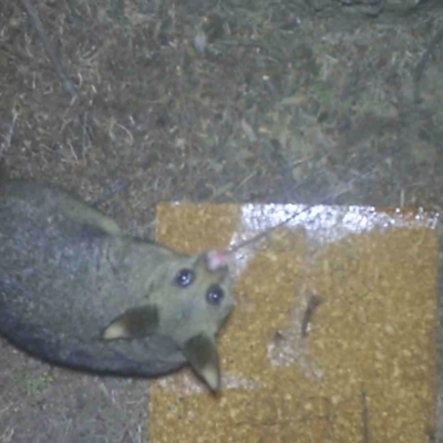 Trichosurus vulpecula (Common Brushtail Possum) at Acton, ACT - 6 Aug 2023 by IanGriek