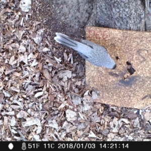 Manorina melanocephala at Acton, ACT - 3 Jan 2018