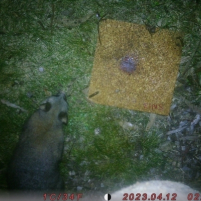 Trichosurus vulpecula (Common Brushtail Possum) at Lower Borough, NSW - 8 Aug 2023 by saraschneidermann
