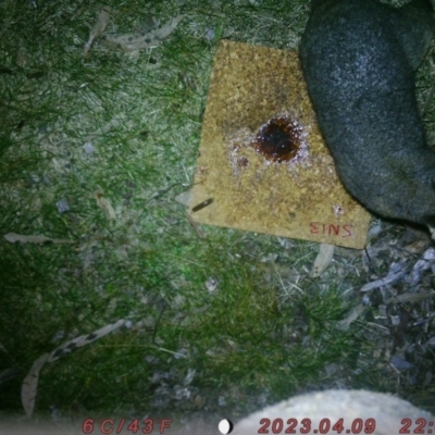 Trichosurus vulpecula (Common Brushtail Possum) at Acton, ACT - 5 Aug 2023 by evy