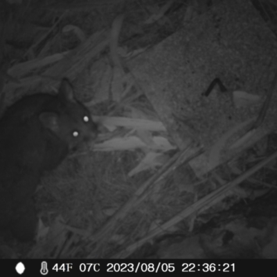 Trichosurus vulpecula (Common Brushtail Possum) at Acton, ACT - 5 Aug 2023 by rwornerbutcher