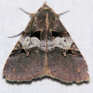 Avatha discolor at Sheldon, QLD - 10 Jun 2007