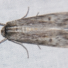 Capusa senilis (Black-banded Wedge-moth) at Sheldon, QLD - 10 Jun 2007 by PJH123