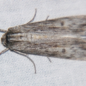 Capusa senilis at Sheldon, QLD - suppressed