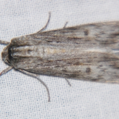 Capusa senilis (Black-banded Wedge-moth) at Sheldon, QLD - 10 Jun 2007 by PJH123
