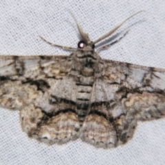 Cleora illustraria (A Geometer moth) at Sheldon, QLD - 10 Jun 2007 by PJH123