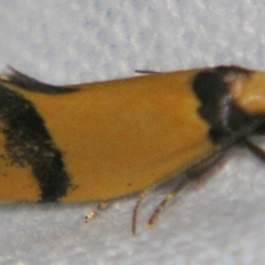 Oecophoridae (family) (Unidentified Oecophorid concealer moth) at Sheldon, QLD - 9 Jun 2007 by PJH123