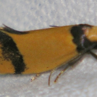 Oecophoridae (family) (Unidentified Oecophorid concealer moth) at Sheldon, QLD - 9 Jun 2007 by PJH123