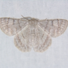 Crypsiphona ocultaria (Red-lined Looper Moth) at Sheldon, QLD - 9 Jun 2007 by PJH123