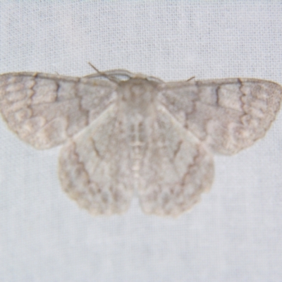 Crypsiphona ocultaria (Red-lined Looper Moth) at Sheldon, QLD - 9 Jun 2007 by PJH123