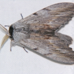 Destolmia lineata (Streaked Notodontid Moth) at Sheldon, QLD - 10 Jun 2007 by PJH123