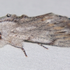 Destolmia lineata at Sheldon, QLD - 10 Jun 2007