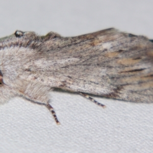 Destolmia lineata at Sheldon, QLD - suppressed