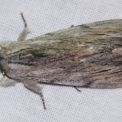 Destolmia lineata at Sheldon, QLD - suppressed