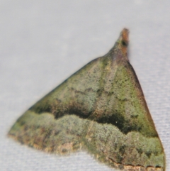 Dichromodes (genus) (unidentified Heath Moth) at Sheldon, QLD - 10 Jun 2007 by PJH123