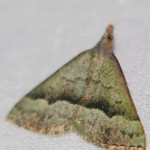 Dichromodes (genus) at Sheldon, QLD - suppressed