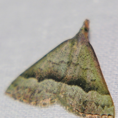 Dichromodes (genus) (unidentified Heath Moth) at Sheldon, QLD - 10 Jun 2007 by PJH123