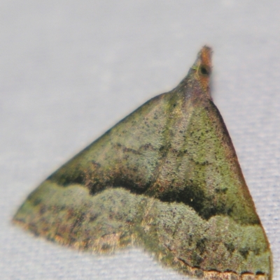 Dichromodes (genus) (unidentified Heath Moth) at Sheldon, QLD - 11 Jun 2007 by PJH123