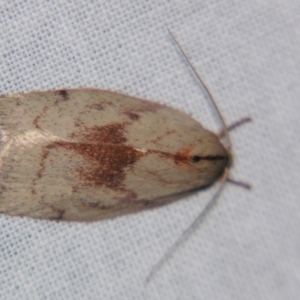 Euchaetis (genus) at suppressed - suppressed
