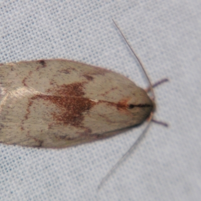 Euchaetis (genus) (A Concealer moth (Wingia Group, subgroup 11)) at Sheldon, QLD - 10 Jun 2007 by PJH123