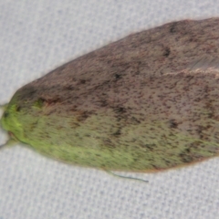 Heliocausta undescribed species (A Concealer moth (Wingia group)) at Sheldon, QLD - 10 Jun 2007 by PJH123