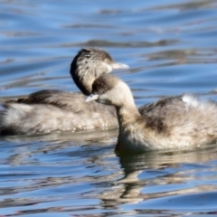 Poliocephalus poliocephalus (Hoary-headed Grebe) at Lake Ginninderra - 11 Aug 2023 by Thurstan