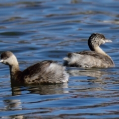 Poliocephalus poliocephalus at Belconnen, ACT - 11 Aug 2023