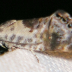 Eupselia carpocapsella (Common Eupselia Moth) at Sheldon, QLD - 9 Jun 2007 by PJH123