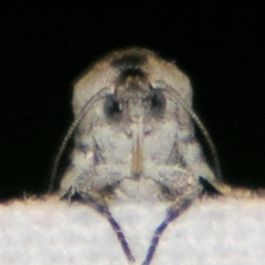 Eupselia carpocapsella at Sheldon, QLD - suppressed