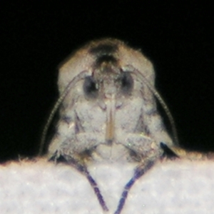 Eupselia carpocapsella at Sheldon, QLD - suppressed