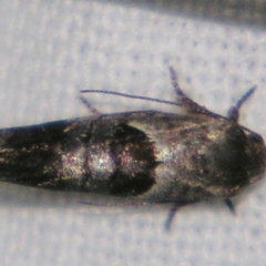 Eupselia holoxantha (Hypertrophidae) at Sheldon, QLD - 10 Jun 2007 by PJH123