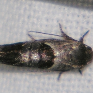 Eupselia holoxantha at Sheldon, QLD - suppressed
