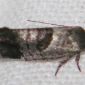Eupselia holoxantha at Sheldon, QLD - suppressed