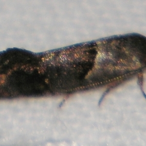 Eupselia holoxantha at Sheldon, QLD - suppressed