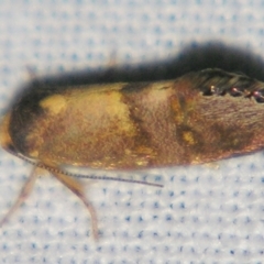 Eupselia beltera (A Gelechioid moth) at Sheldon, QLD - 10 Jun 2007 by PJH123