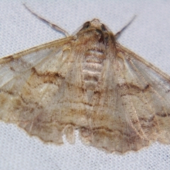 Gastrinodes bitaeniaria (Buff Bark Moth) at Sheldon, QLD - 11 Jun 2007 by PJH123