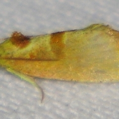 Glyphidoptera insignana (a tufted Tortrix moth) at Sheldon, QLD - 10 Jun 2007 by PJH123