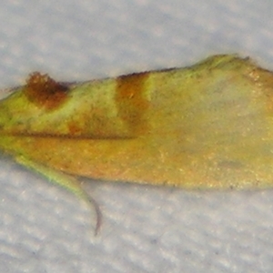 Glyphidoptera insignana at Sheldon, QLD - suppressed